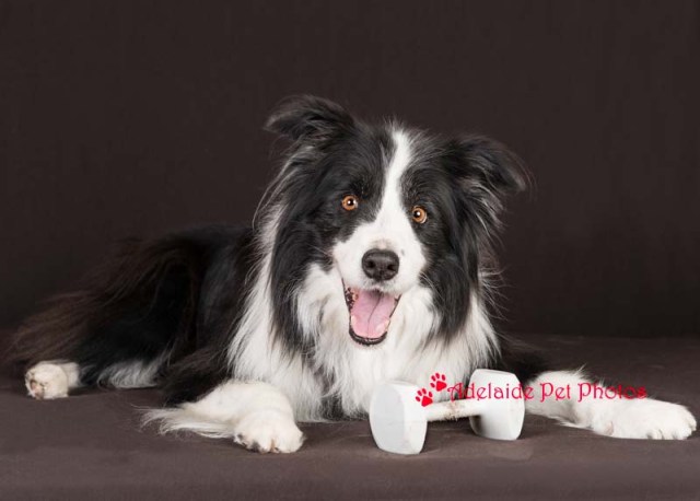Border Collie photo by Adelaide Pet Photos